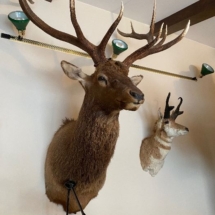 Elk shoulder mount and pronghorn antelope shoulder mount