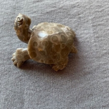 Petoskey stone turtle