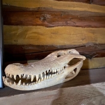 Alligator skull