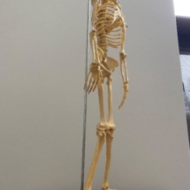 Resin skeleton