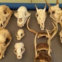 Various animal skulls